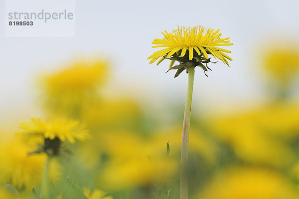 Germany  Bavaria  Dandelion flowers  close up