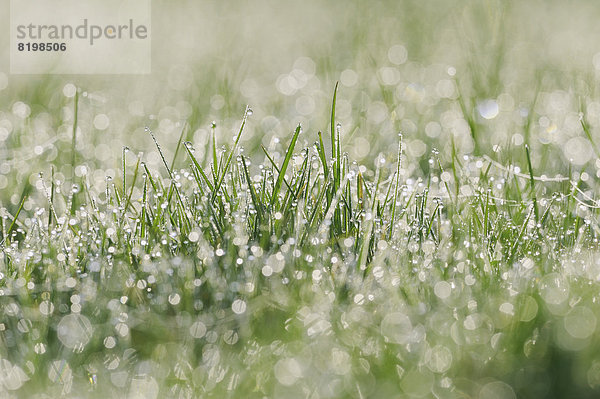 Germany  Bavaria  Dew on grass  close up
