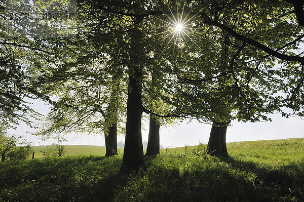 Germany  Bavaria  Sun with sunbeams through trees