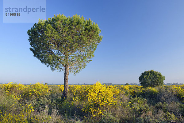 Spain  Pine tree in spring at Donana National Park