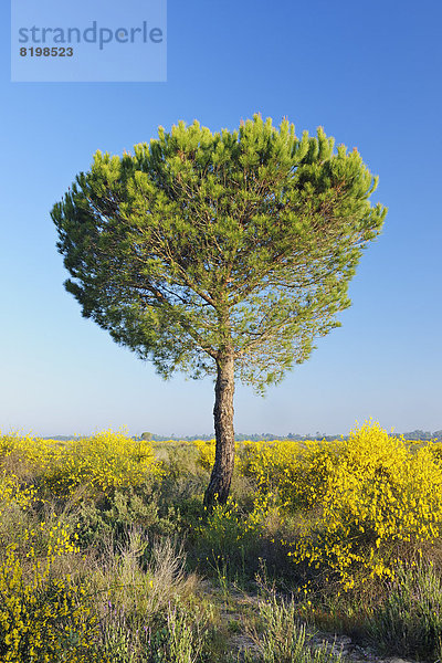 Spanien  Kiefer im Frühling im Nationalpark Donana