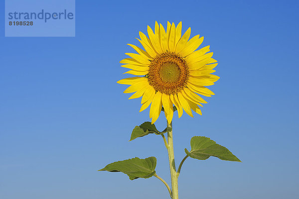Italien  Sonnenblume gegen blauen Himmel  Nahaufnahme