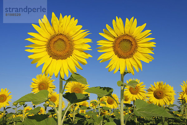 Italien  Sonnenblumen gegen blauen Himmel  Nahaufnahme