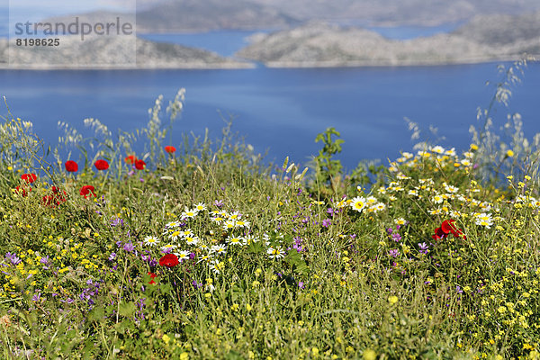 Turkey  View of flowers at coast