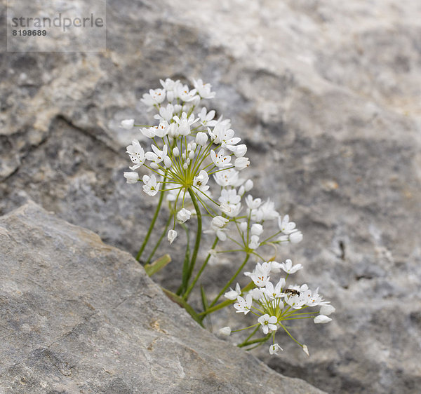 Türkei  Ägäis  Allium neapolitanum wächst auf Felsen