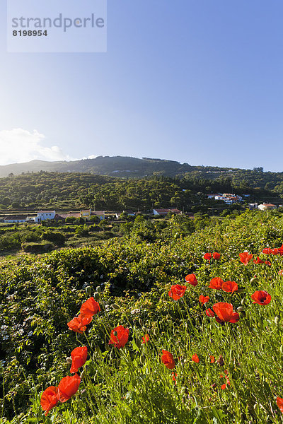 Portugal  View of poppy flower at Serra de Monchique