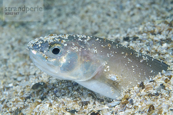 Bartmännchen  Roche's Snake Blenny (Ophidion rochei)