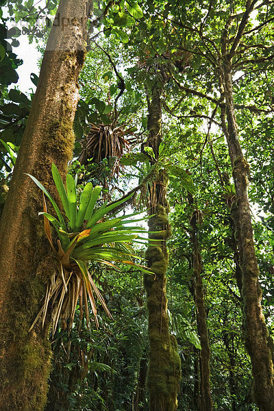 Bromeliengewächs (Bromeliaceae) im Regenwald