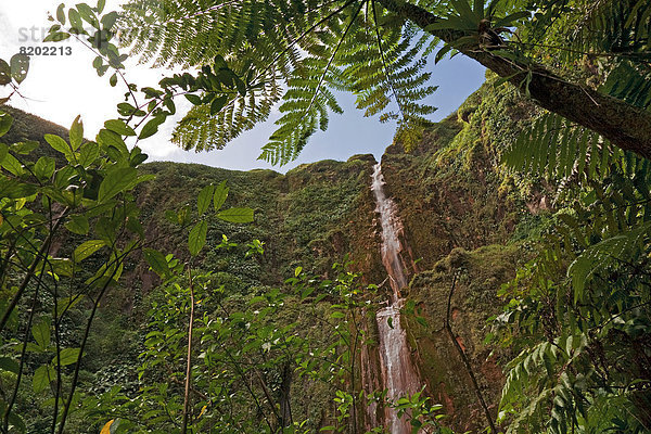Chutes du Carbet  Wasserfall im Regenwald