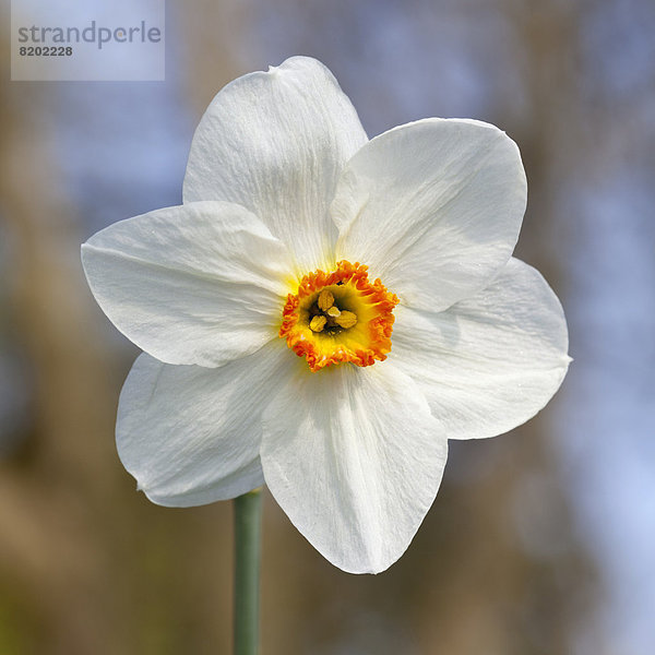 Weiße Narzisse (Narcissus sp.)