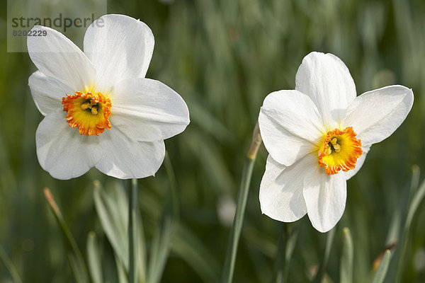 Weiße Narzissen (Narcissus sp.)