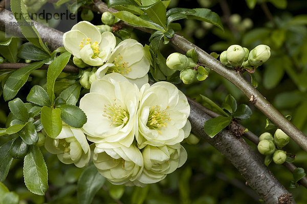 Zierquitte (Chaenomeles x superba)  Blüten und Knospen