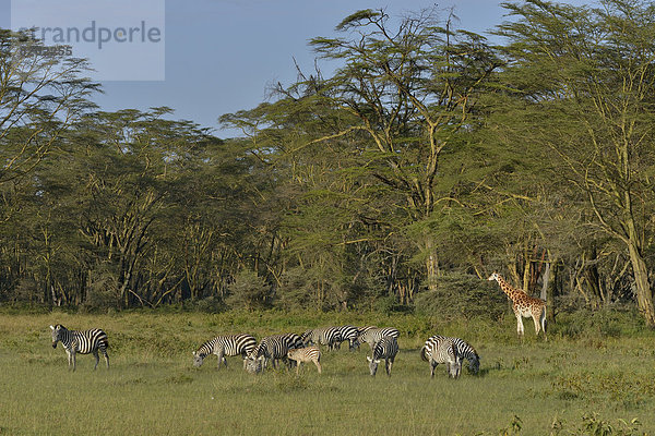 Rothschild-Giraffe oder Uganda-Giraffe (Giraffa camelopardalis rothschildi) und Steppenzebras (Equus quagga boehmi)