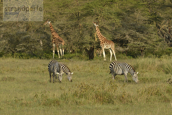 Rothschild-Giraffen oder Uganda-Giraffen (Giraffa camelopardalis rothschildi) und Steppenzebras (Equus quagga boehmi)