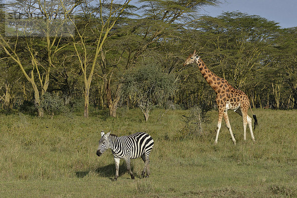 Rothschild-Giraffe oder Uganda-Giraffe (Giraffa camelopardalis rothschildi) und Steppenzebra (Equus quagga boehmi)