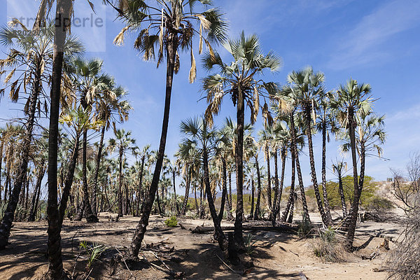 Palmen am Ufer des Kunene
