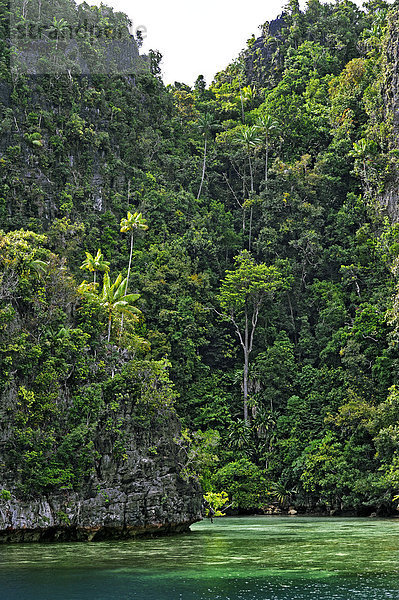 Kokospalmen (Cocos nucifera) an einer Steilwand