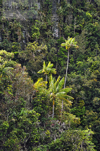 Kokospalmen (Cocos nucifera) an einer Steilwand