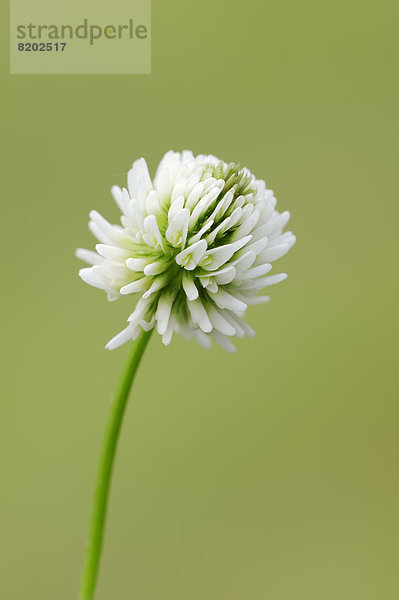 Weißklee  Weiß-Klee  Lämmerklee oder Kriechender Klee (Trifolium repens)