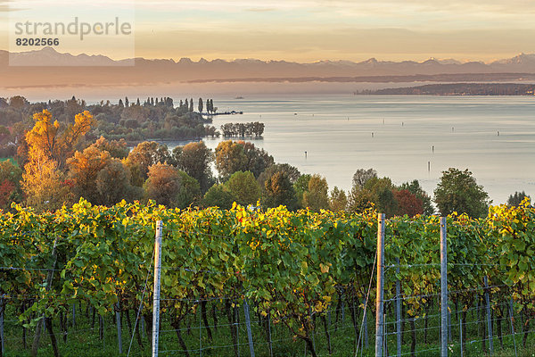 Bodensee mit Alpenpanorama  Sonnenaufgang