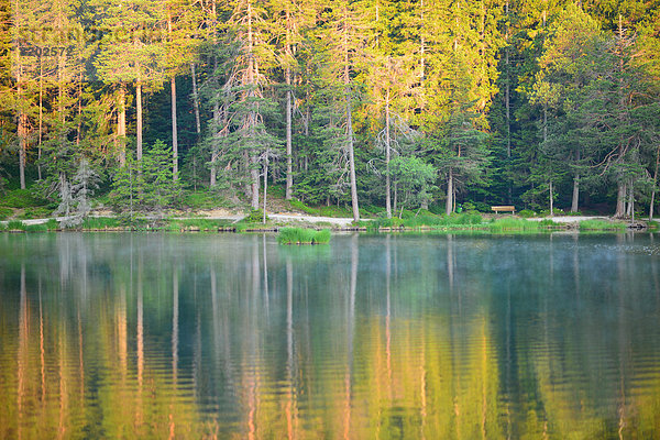 Nadelwald am Möserer See  mit Spiegelung im Morgenlicht