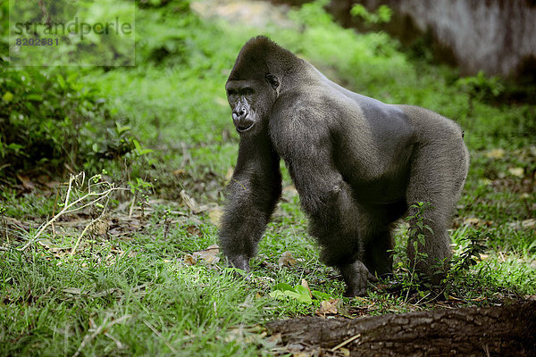 Westlicher Flachlandgorilla (Gorilla gorilla gorilla) im Auswilderungsgehege des Mefou Primate Sanctuary