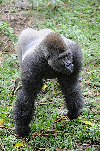 Westlicher Flachlandgorilla (Gorilla gorilla gorilla) im Auswilderungsgehege des Mefou Primate Sanctuary