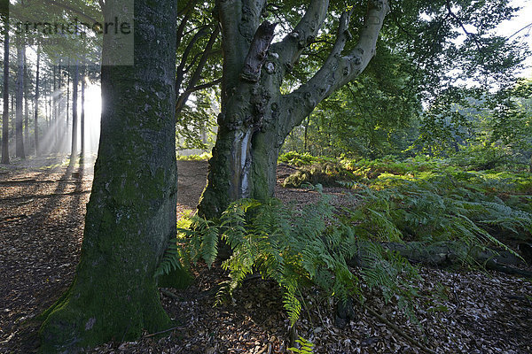 Sonnenstrahlen in einem Wald  Buchen (Fagus sylvatica)
