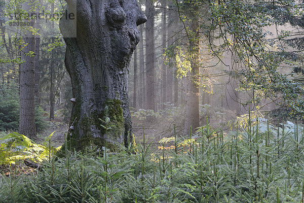 Sonnenstrahlen in einem Wald  Buchen (Fagus sylvatica)