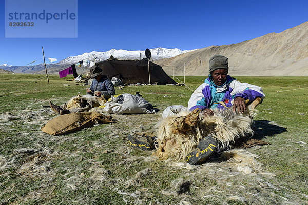 Nomaden bei der Schafschur vor ihrem Zelt