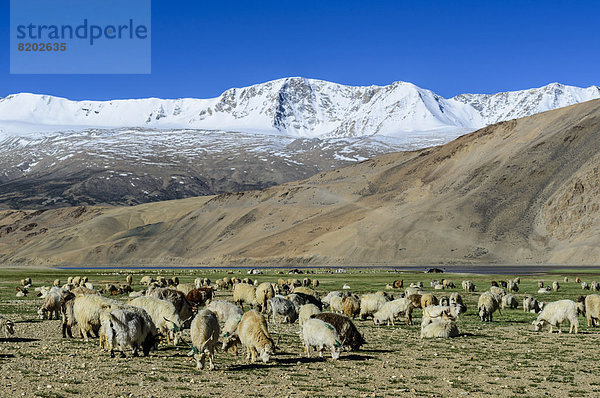 Eine Schafherde grast auf einer Höhe von 4600 m  schneebedeckte Berge hinten