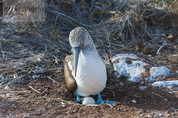 Galapagos Blaufußtölpel (Sula nebouxii excisa)