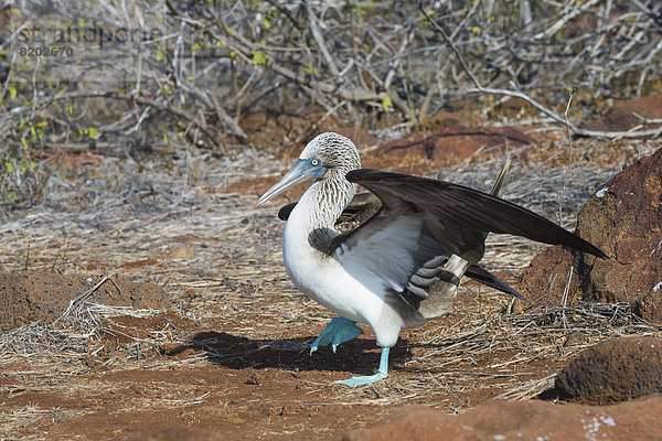 Galapagos Blaufußtölpel (Sula nebouxii excisa)