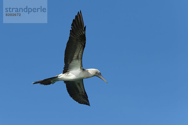 Galapagos Blaufußtölpel (Sula nebouxii excisa)  im Flug