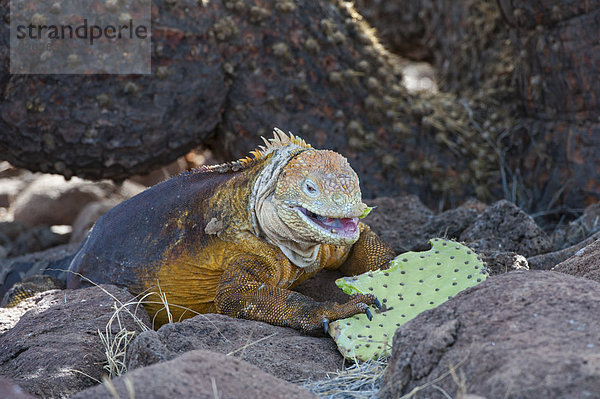 Landschaft Galapagosinseln füttern Leguan