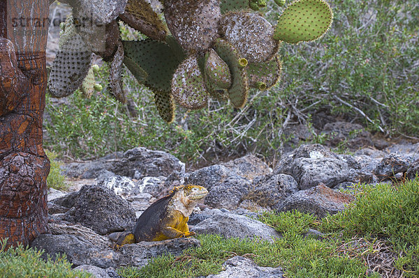 Drusenkopf oder Galapagos-Landleguan (Conolophus subcristatus)