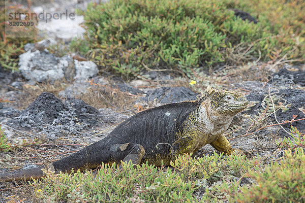 Drusenkopf oder Galapagos-Landleguan (Conolophus subcristatus)