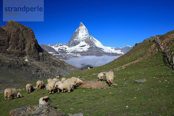 Matterhorn  Zermatt  Schweiz