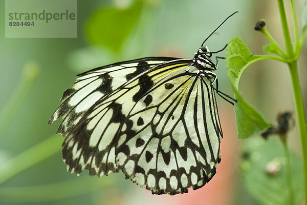 Papierdrachen Schmetterling (Idea leuconoe)