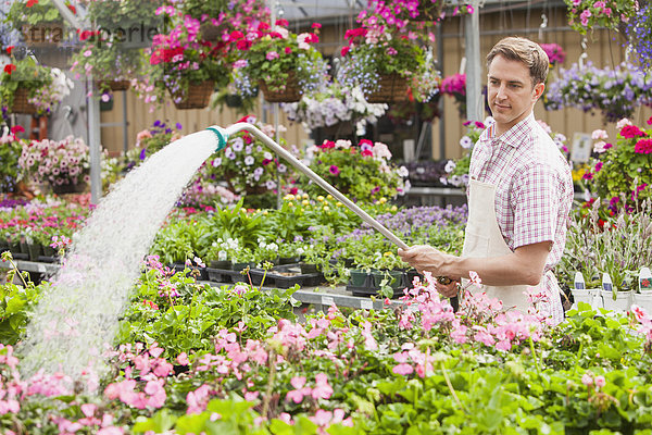 Wasser Europäer Blume arbeiten Pflanze Treibhaus