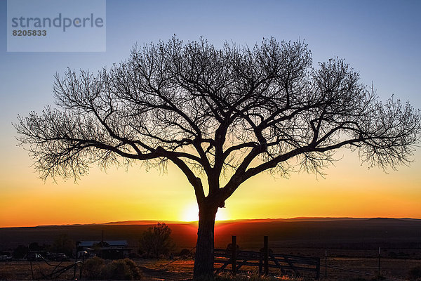 Ländliches Motiv  ländliche Motive  Sonnenuntergang  Baum  Silhouette  Himmel  Landschaft