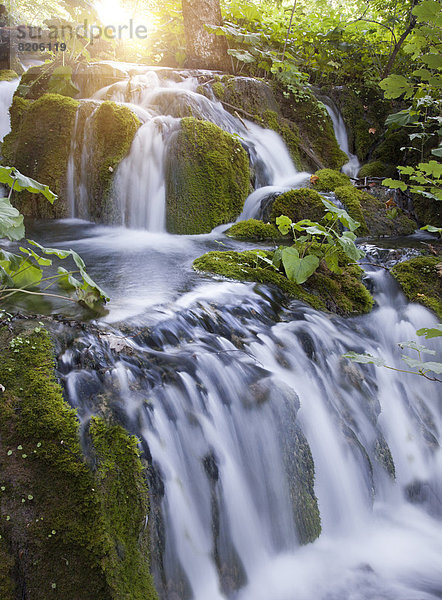 Wald  Wasserfall  Ansicht