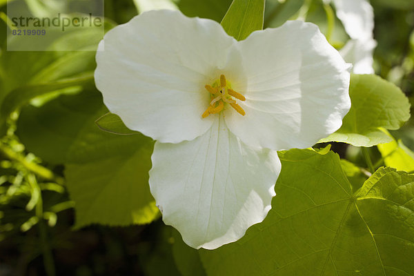 Westliche Dreizipfellilie (Trillium ovatum)  Blüte