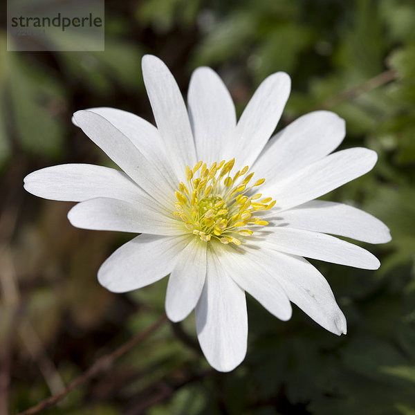 Weiße Frühlingsanemone  Balkan-Windröschen (Anemone blanda 'White Splendour')