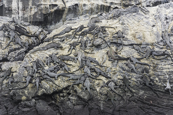 Felsen an der Küste mit großer Meerechsenkolonie  Meerechsen (Amblyrhynchus cristatus)