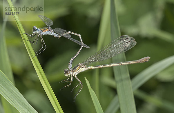 Gemeine Binsenjungfer (Lestes sponsa)  Pärchen