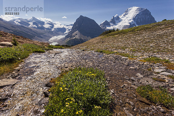 Gletscherbach vor Mount Robson