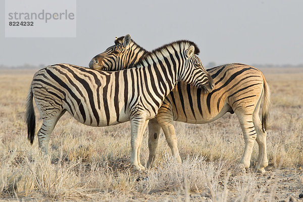 Zwei Zebras (Equus quagga)