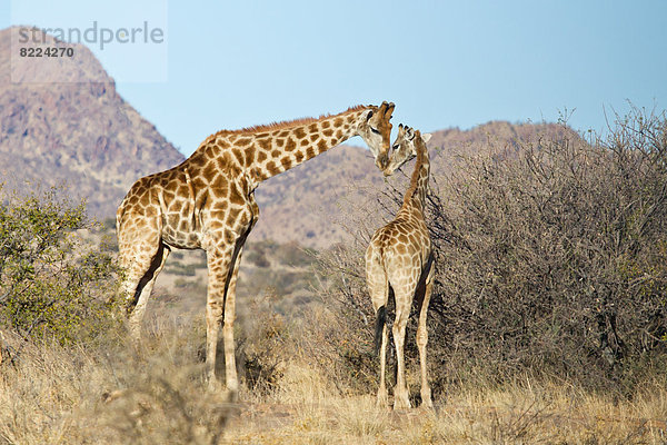 Giraffe (Giraffa camelopardalis) mit Jungtier