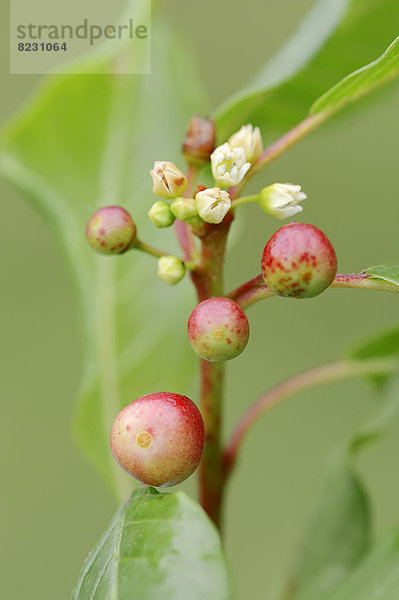 Gewöhnlicher Faulbaum  Pulverholz oder Schusterholz (Frangula alnus  Rhamnus frangula)  Früchte
